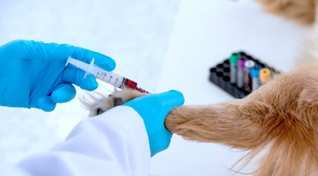 Análisis clínicos y cultivos veterinarios en Alcorcón