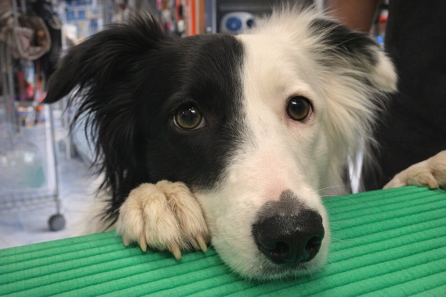 Border Collie llamado Asuka pidiendo su premio tras la consulta veterinaria