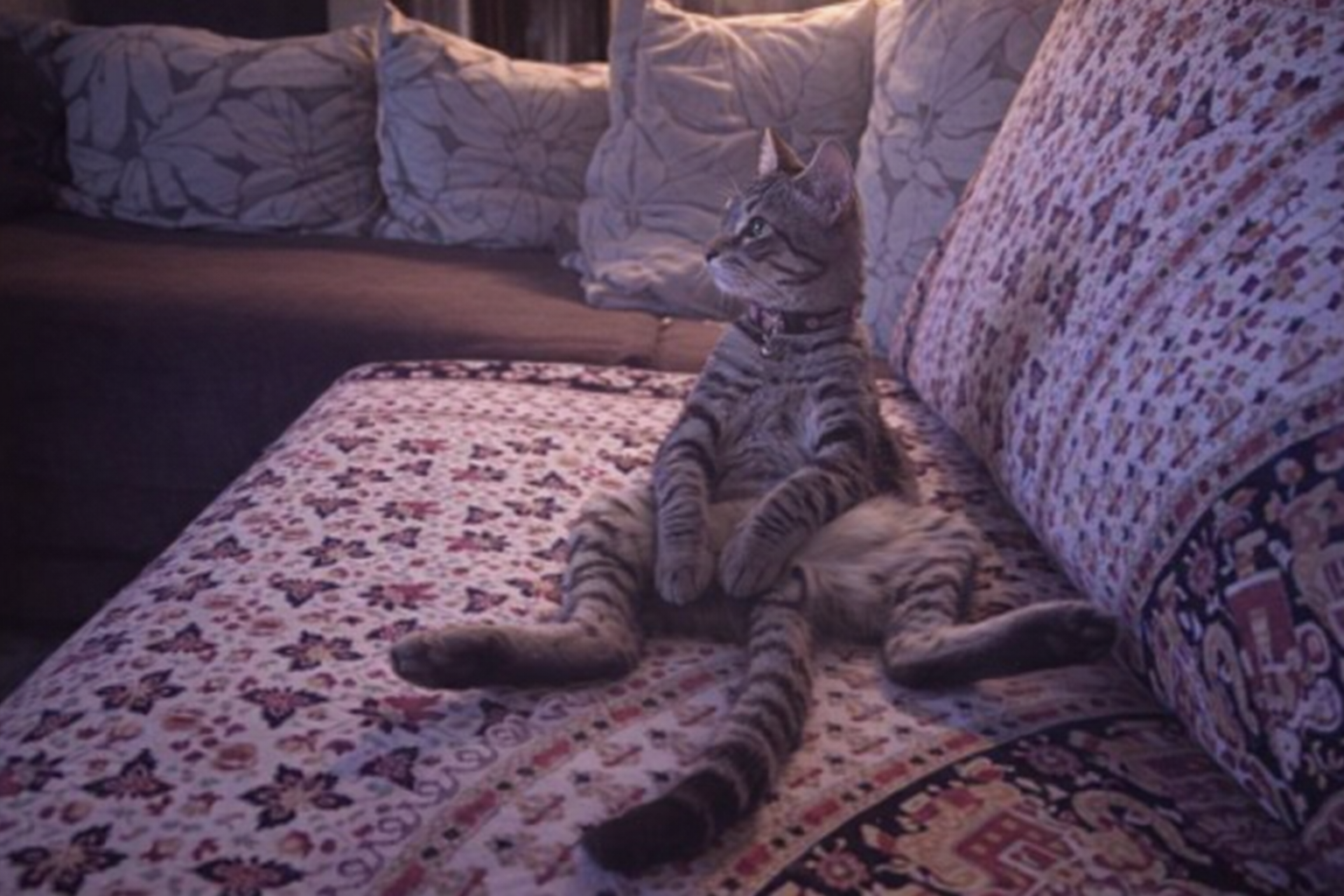 Gato atigrado sentado en el sofá viendo su serie favorita