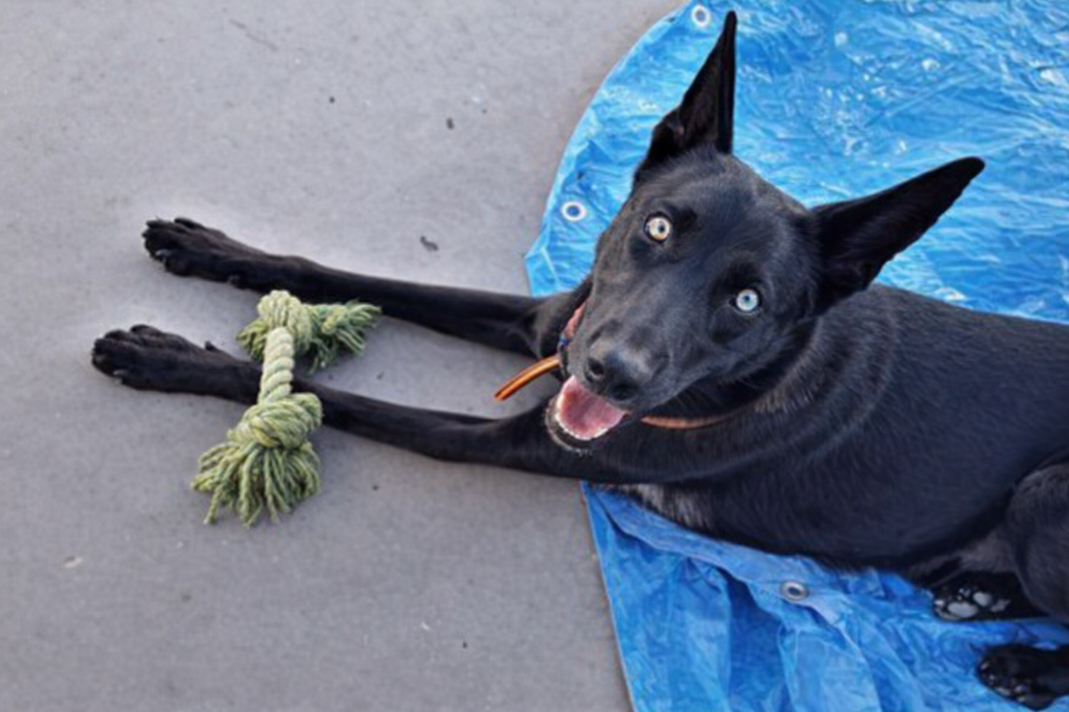 Perra mestiza de Pastor Belga descansando tras su revisión veterinaria en Alcorcón